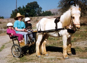 Farley, Icelandic Horse, driving